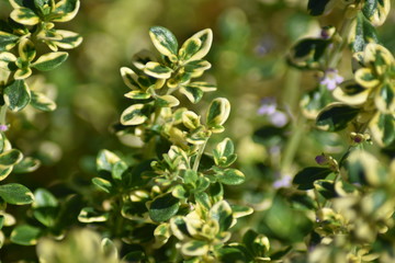 Zitronen-Thymian (Thymus citriodorus)