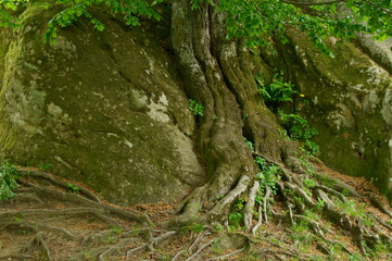 korzenie drzewa na skałach