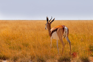 Wild african animals. The springbok (medium-sized antelope) in tall yellow grass. Etosha National park. Namibia