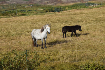 Free range Icelandic horses in the fields. Dry yellow Autumn grass