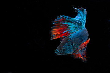 bettafish from indinesia © gustiawardi