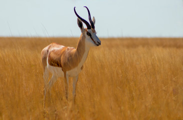 Naklejka na ściany i meble Wild african animals. The springbok (medium-sized antelope) in tall yellow grass. Etosha National park. Namibia