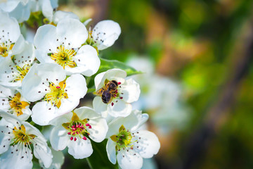 A bee flies near an apple tree blossom in the spring and pollinates it
