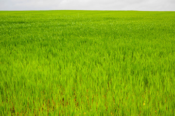 Obraz na płótnie Canvas Young wheat, green field in spring
