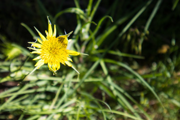 Yellow Salsify Flower
