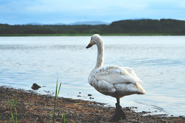 湖を歩く白鳥の後ろ姿 