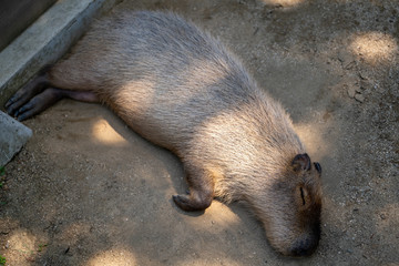 カピバラ