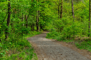 Obraz premium Leśna droga