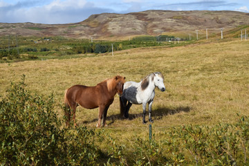 Fototapeta na wymiar Free range Icelandic horses in the fields. Dry yellow Autumn grass
