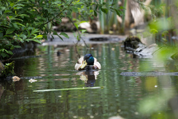 Beautiful duck in the middle of the pond in city park