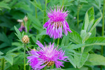 Cornflower meadow (lat. Centaur &eacute; jac&eacute;a). Flowers are purple-pink inflorescences-baskets. On a green blurred background of nature.