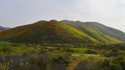 Superbloom Mountain Landscape with Orange and Green Hills in Lake Elsinore, California, United States