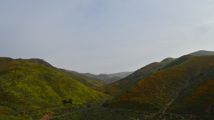 Superbloom Hills with California Golden Poppy in Lake Elsinore, United States