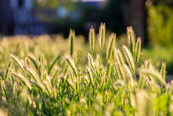 Young meadow grass with fluffy ears. In the light of the sun's warm rays. Light green juicy light. The background is blurred.