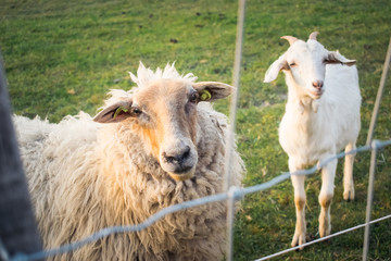 A goat and a sheep are looking through the wire fence. Domestic animal life concept.