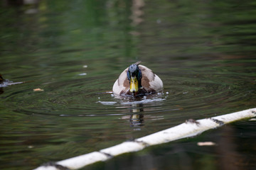 Beautiful duck in the middle of the pond in city park