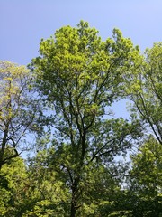 Old Tree Fine Weather