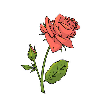 recommend clip art: Hand drawn rose flower. Floral design element. Isolated on white background. Vector