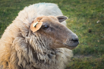 Fototapeta premium Sheep portrait, furry head and say eyes. Green grass background