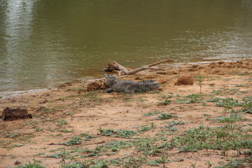 Yala Park. The river in Sri Lanka. Green crocodile in the wild.