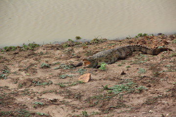 Yala Park. The river in Sri Lanka. Green crocodile in the wild.