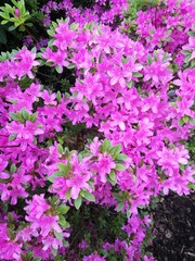 Obraz premium Rhododendron
