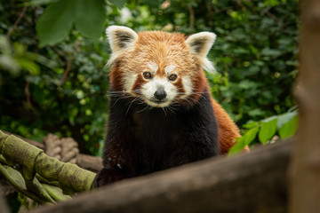 A red panda sitting on a tree