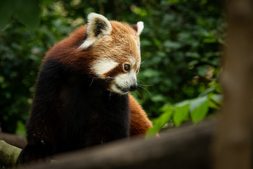 A red panda sitting on a tree