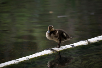 Young duck on a log in the middle of the pond