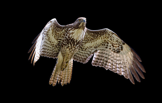 Red-tailed hawk in flight, black background