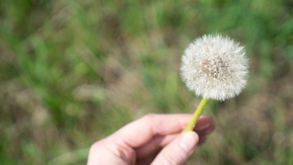 Fluffy dandelion seeds. Macro taraxacum seed head. One head of dandelions in hand on green background