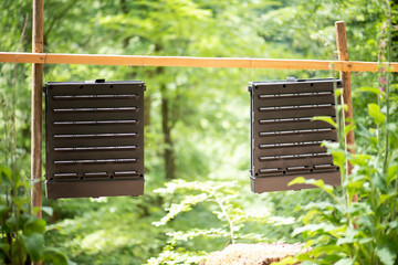 Borkenkäferfalle im Wald, Lockstoffeinsatz um die Vermehrung des Buchdruckers zu bekämpfen.
