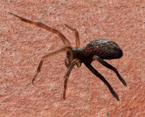 Stacked Hairy Spider with big eyes and fangs found in a back yard of my house Sydney Australia 