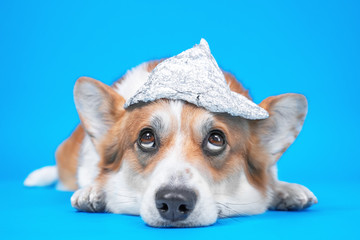 Funny welsh corgi pembroke or cardigan dog with grim facial expression in foil hat lies and looks...