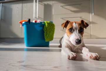 Obraz na płótnie Canvas A smart, calm puppy lies next to a blue bucket of cleaning products in the kitchen. A set of detergents and a rag for home cleaning and a small dog on a wooden floor in the apartment. No people.