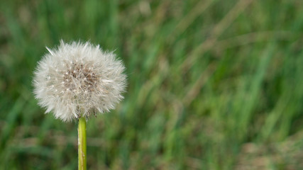 Dandelions blowing head. Fluffy dandelion seed. Macro taraxacum seed head. One head of dandelions on green background