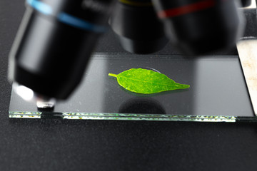 Close up of a plant leaf on a glass slide in a microscope. Biotechnology concept
