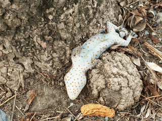 Dead gecko Tip over at the base of the tree. There are two files attached to the remains.