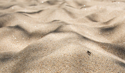 Fototapeta na wymiar The ant is trying so hard to climb the endless sandhills.