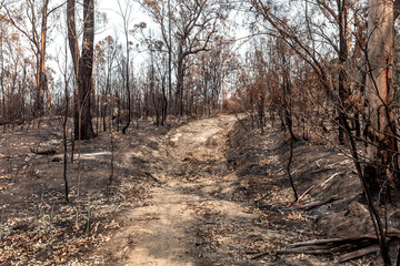 Obraz premium Aftermath of bushfires in New South Wales, Australia.