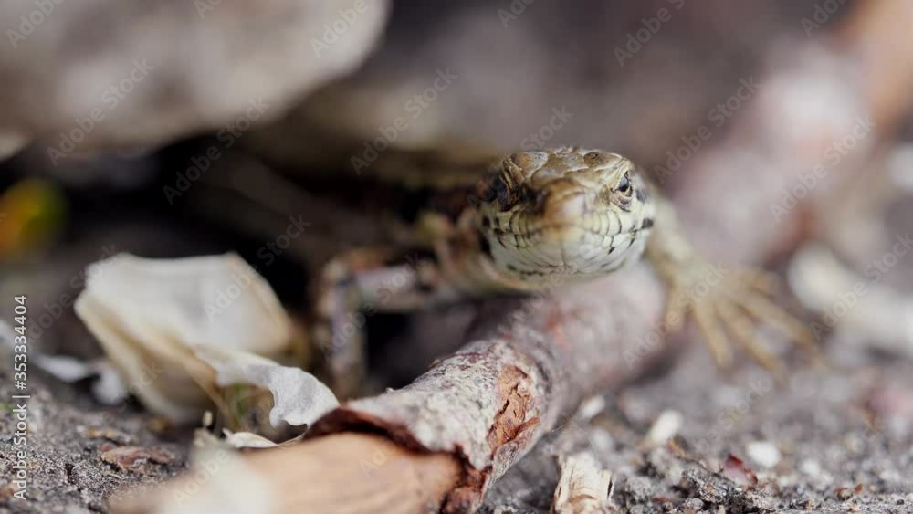 Poster macro shot of wild lizard reptile with structured skin enjoying daylight