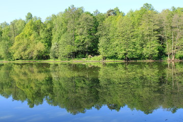 Pond shore in a city forest park