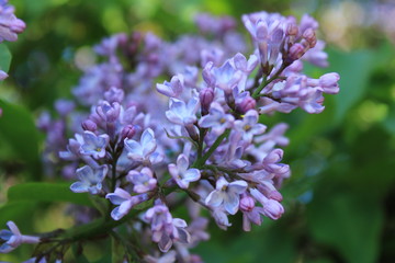 Obraz premium Lilac in the city garden
