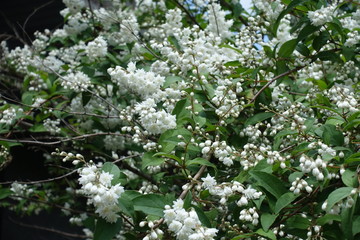 Closed buds and opened white flowers of Deutzia in May
