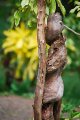 Fototapeta premium Tree