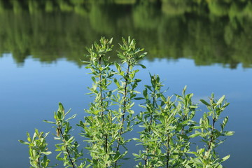 Naklejka premium Pond shore in a city forest park