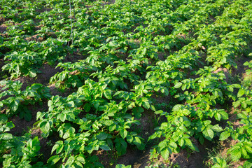 Rows of growing potatoes on garden beds