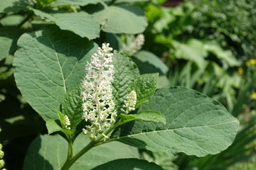 White flowers of Phytolacca acinosa in June
