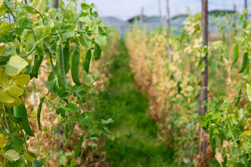 Fototapeta na wymiar Pods of ripe peas on branches in the garden
