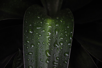 Close up of water droplets on leaves